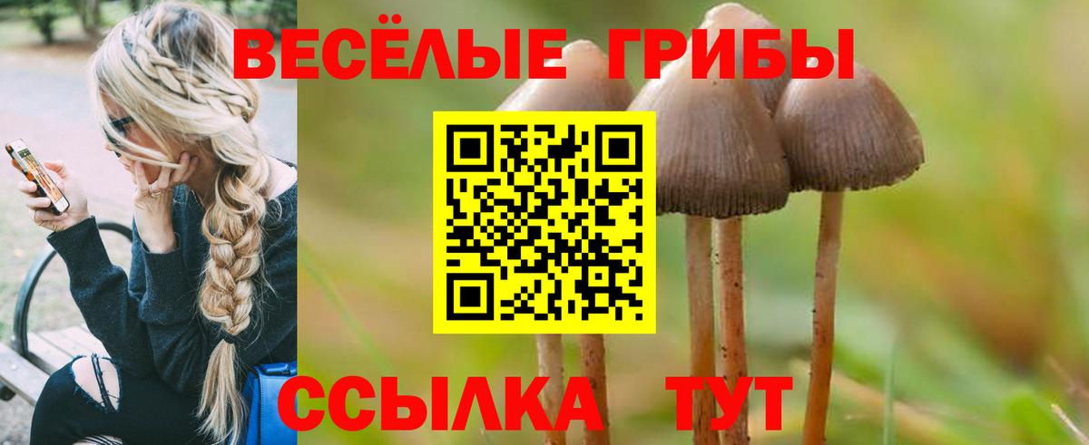 Галлюциногенные грибы Psilocybe  Вход с VPN  Михайловка 